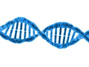 Jumping genes help stabilize DNA folding patterns