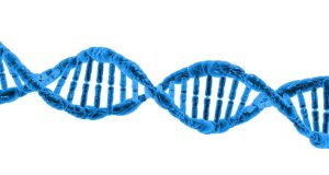 Jumping genes help stabilize DNA folding patterns