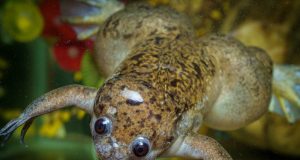 Living robots built using frog cells