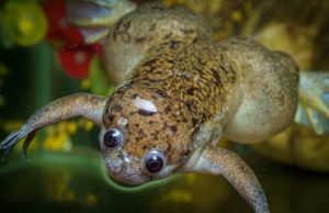 Living robots built using frog cells Living robots built using frog cells