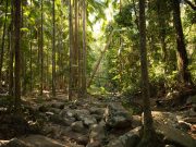 Local water availability is permanently reduced after planting forests
