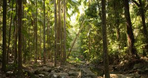 Local water availability is permanently reduced after planting forests