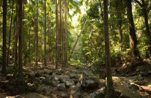 Local water availability is permanently reduced after planting forests Local water availability is permanently reduced after planting forests