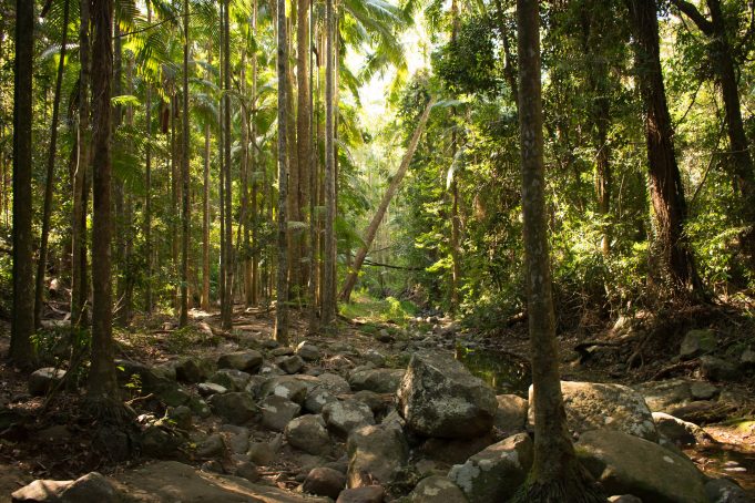 Local water availability is permanently reduced after planting forests