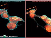Microscopy technique reveals cells 3 D ultrastructure in new detail