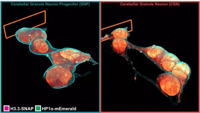 Microscopy technique reveals cells 3 D ultrastructure in new detail