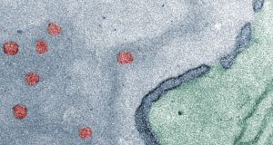Nanocontainers introduced into the nucleus of living cells