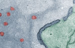 Nanocontainers introduced into the nucleus of living cells Nanocontainers introduced into the nucleus of living cells