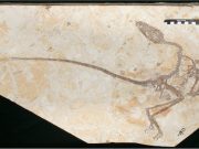New dinosaur discovered in China shows dinosaurs grew up differently from birds