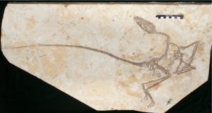 New dinosaur discovered in China shows dinosaurs grew up differently from birds