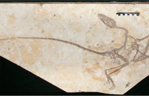 New dinosaur discovered in China shows dinosaurs grew up differently from birds New dinosaur discovered in China shows dinosaurs grew up differently from birds