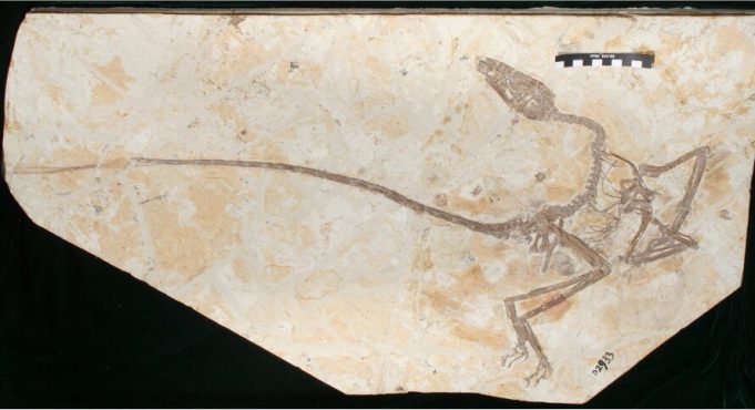 New dinosaur discovered in China shows dinosaurs grew up differently from birds New dinosaur discovered in China shows dinosaurs grew up differently from birds
