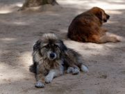 New dog old tricks Stray dogs can understand human cues