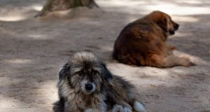 New dog old tricks Stray dogs can understand human cues