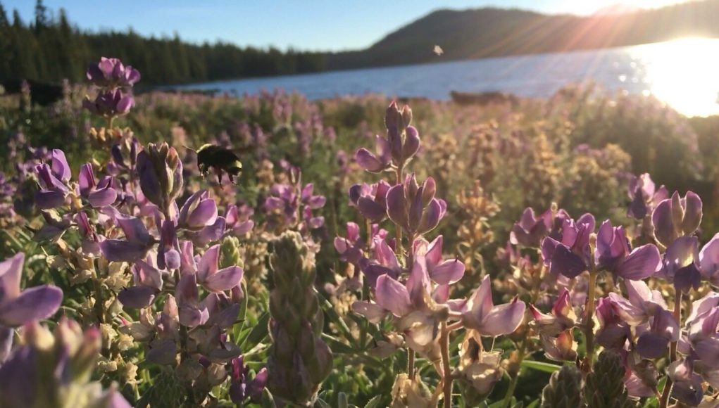 New study identifies bumble bees favorite flowers to aid bee conservation