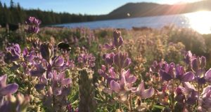 New study identifies bumble bees favorite flowers to aid bee conservation