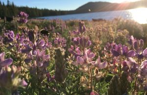 New study identifies bumble bees’ favorite flowers to aid bee conservation New study identifies bumble bees favorite flowers to aid bee conservation
