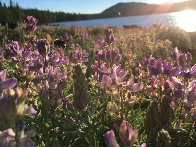 New study identifies bumble bees’ favorite flowers to aid bee conservation New study identifies bumble bees favorite flowers to aid bee conservation