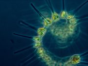 Oceanographers predict increase in phytoplankton by 2100