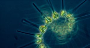 Oceanographers predict increase in phytoplankton by 2100