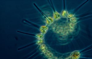 Oceanographers predict increase in phytoplankton by 2100 Oceanographers predict increase in phytoplankton by 2100