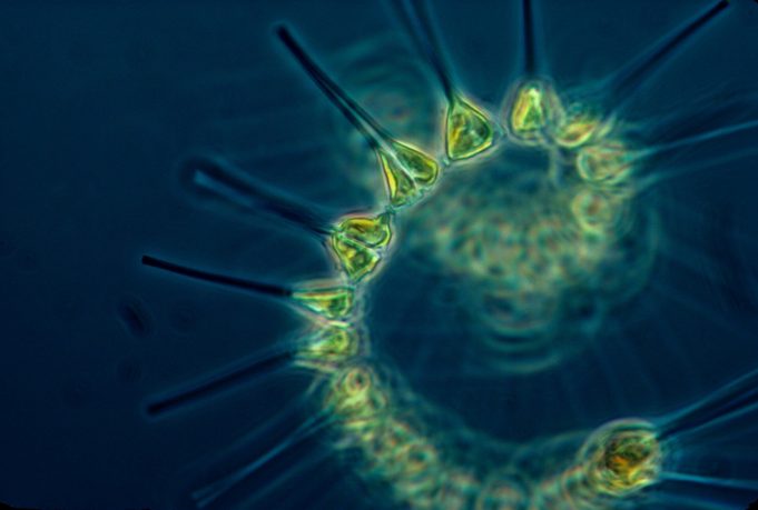 Oceanographers predict increase in phytoplankton by 2100 Oceanographers predict increase in phytoplankton by 2100