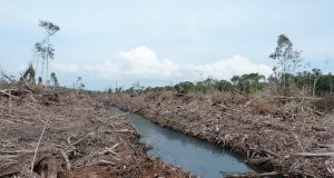 Preparing land for palm oil causes most climate damage scaled