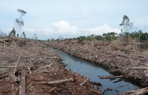 Preparing land for palm oil causes most climate damage Preparing land for palm oil causes most climate damage scaled