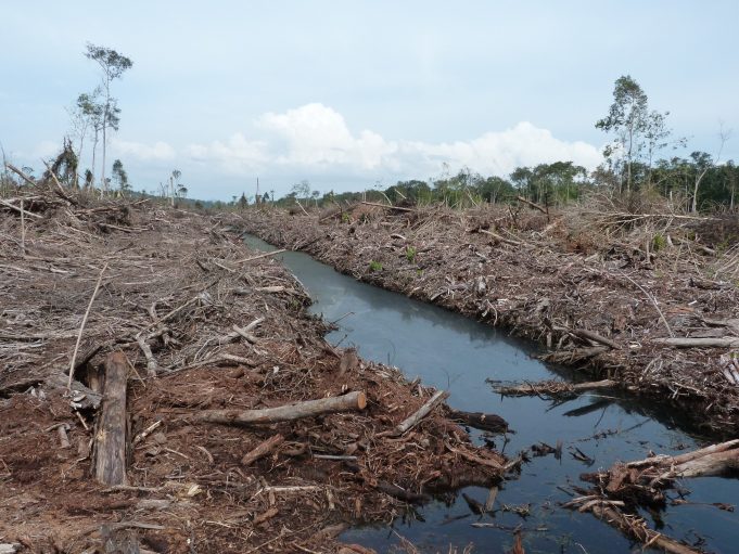 Preparing land for palm oil causes most climate damage scaled