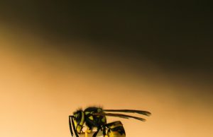 ‘Profound’ evolution: Wasps learn to recognize faces Profound evolution Wasps learn to recognize faces