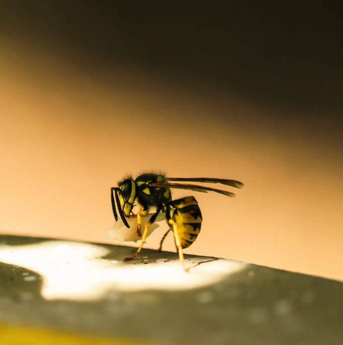 ‘Profound’ evolution: Wasps learn to recognize faces Profound evolution Wasps learn to recognize faces