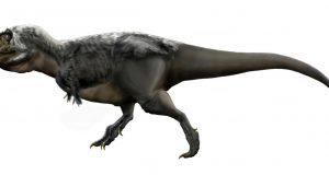 Researchers learn more about teen age T.Rex 