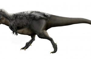 Researchers learn more about teen-age T.Rex Researchers learn more about teen age T.Rex