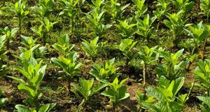 Researchers struggle to engineer plants that cope with climate change