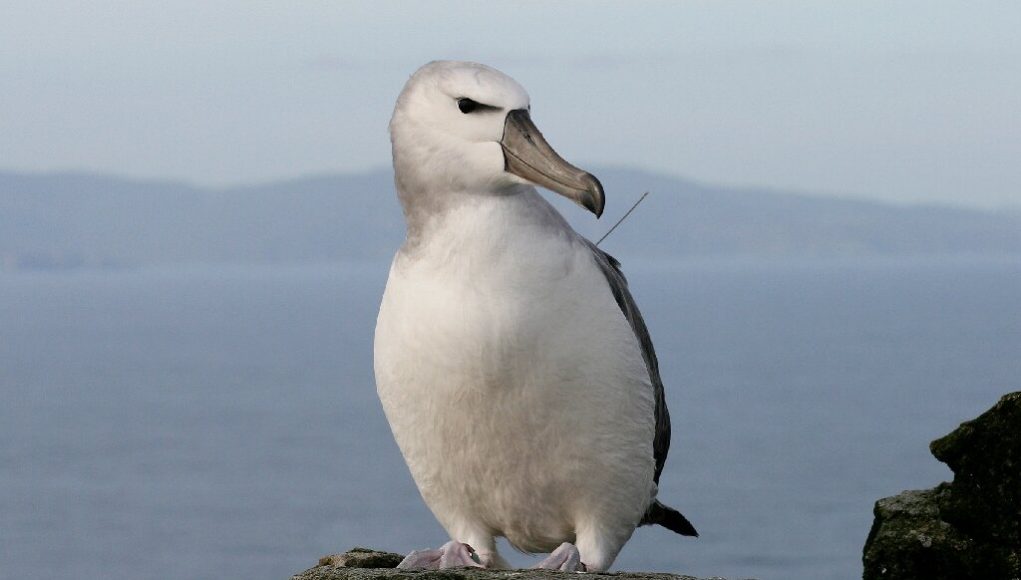 Revenge of the albatross seabirds expose illicit fishing