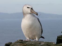 Revenge of the albatross seabirds expose illicit fishing