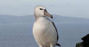 Revenge of the albatross seabirds expose illicit fishing