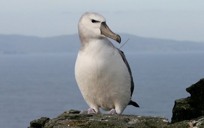 Revenge of the albatross: seabirds expose illicit fishing Revenge of the albatross seabirds expose illicit fishing