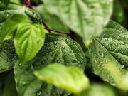 Scientists uncover how an explosion of new genes explain the origin of land plants