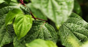 Scientists uncover how an explosion of new genes explain the origin of land plants