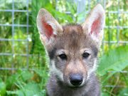 Scientists unexpectedly witness wolf puppies play fetch scaled