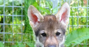 Scientists unexpectedly witness wolf puppies play fetch scaled