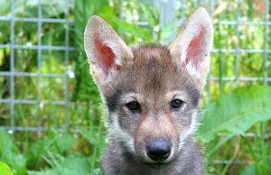 Scientists unexpectedly witness wolf puppies play fetch Scientists unexpectedly witness wolf puppies play fetch scaled