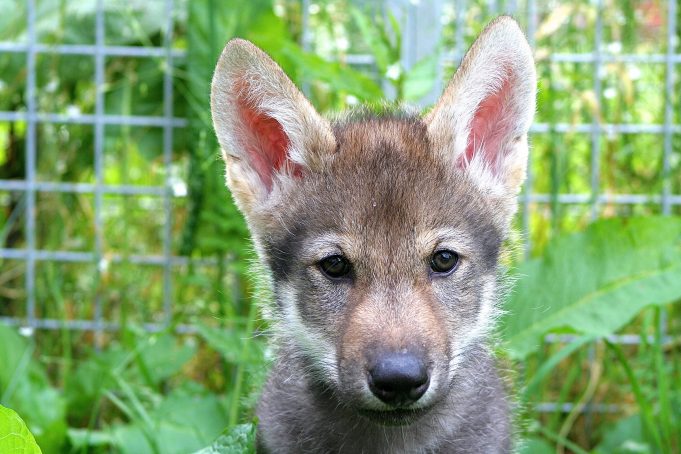 Scientists unexpectedly witness wolf puppies play fetch Scientists unexpectedly witness wolf puppies play fetch scaled