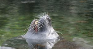 Sea lions yawn due to anxiety