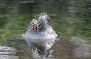 Sea lions yawn due to anxiety Sea lions yawn due to anxiety