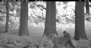 Study shows animal life thriving around Fukushima