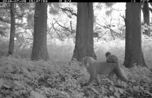 Study shows animal life thriving around Fukushima Study shows animal life thriving around Fukushima