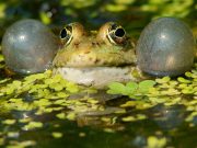 Study traces evolution of acoustic communication
