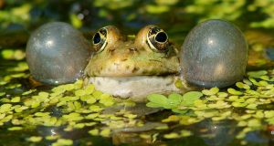 Study traces evolution of acoustic communication